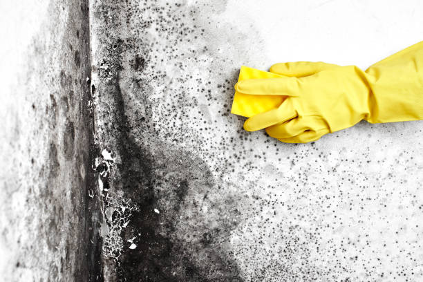 Best Mold Inspection  in Copperopolis, CA