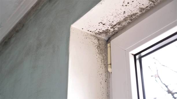 Best Office Mold Removal Services  in Copperopolis, CA
