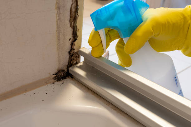 Best Commercial Mold Removal  in Copperopolis, CA