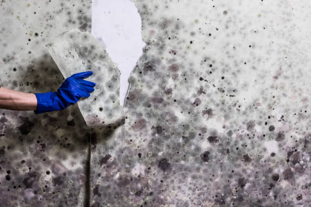 Best Fast Mold Removal  in Copperopolis, CA